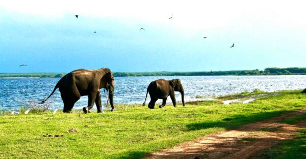 Komadu-Elephants