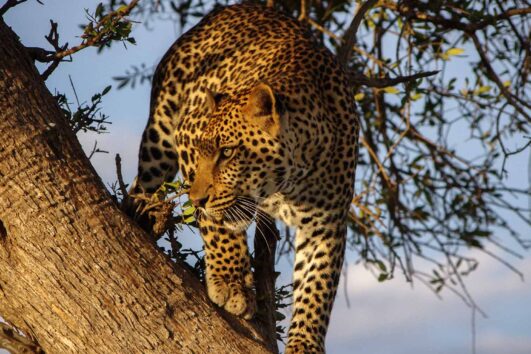 Komadu-Leopard on a Tree