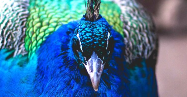 Komadu-Peacock