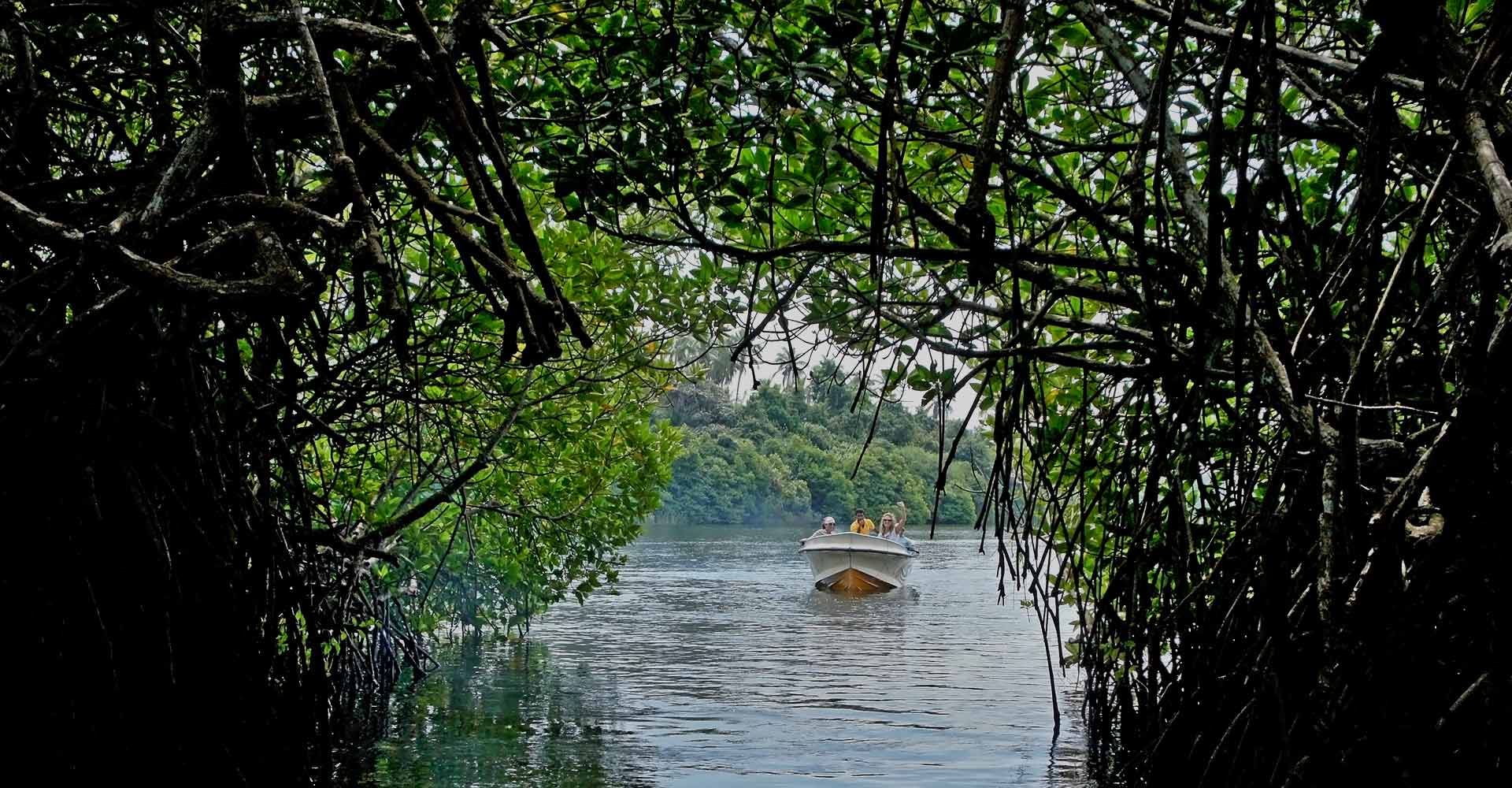 madu river safari photos