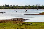 Udawalawe National Park - Dead Tree In A Water Reservoir