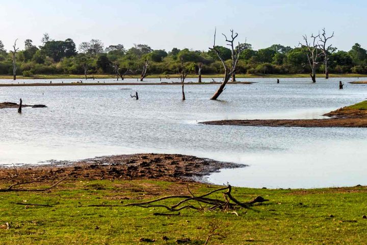 Udawalawe National Park - Dead Tree In A Water Reservoir