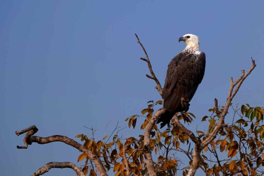 Udawalawe National Park - Eagle On A Tree