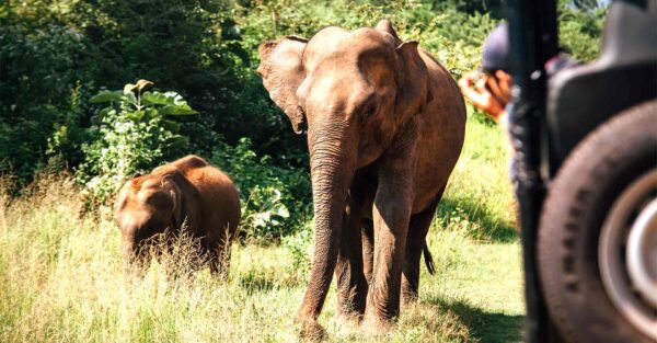 Udawalawe National Park - Elephants