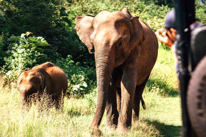 Udawalawe National Park - Elephants