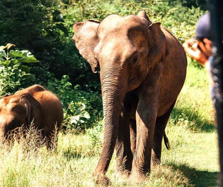 Udawalawe National Park - Elephants