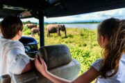 Udawalawe National Park - Family Watching Elephants