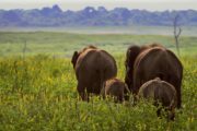 Komadu-Udawalawe National Park - Herd Of Sri Lankan Elephants