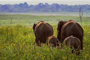 Komadu-Udawalawe National Park - Herd Of Sri Lankan Elephants