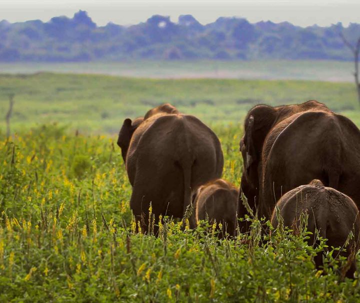 Komadu-Udawalawe National Park - Herd Of Sri Lankan Elephants