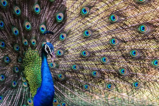 Udawalawe National Park - Peacock