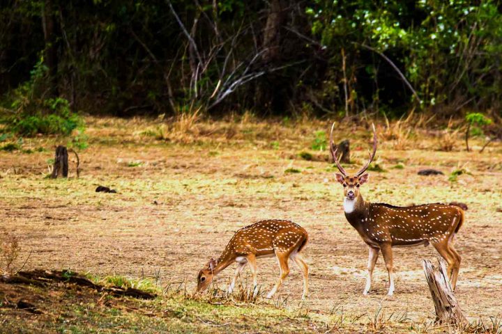 Udawalawe National Park - Spotted Deer