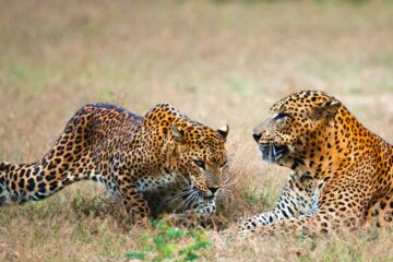 Evening Wilpattu Safari