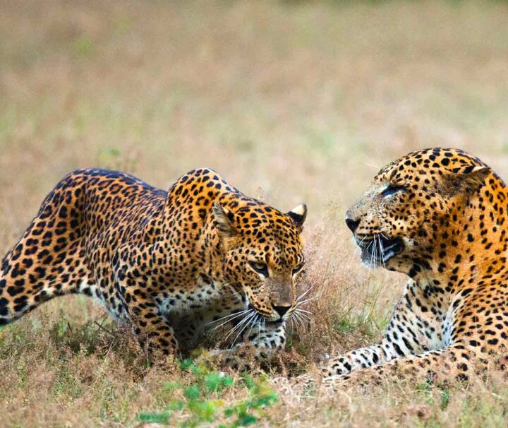 Evening Wilpattu Safari