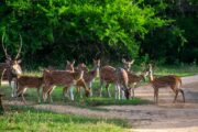 Yala - Herd of deer
