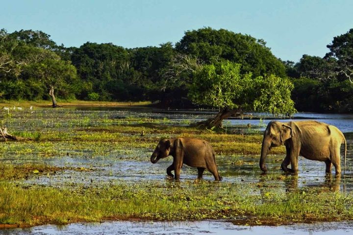 Yala - mother and baby elephant